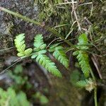 Dryopteris cristata पत्ता