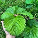 Fragaria × ananassa Blatt