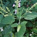 Scutellaria ovata Flower