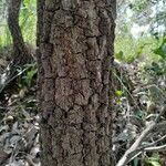 Quercus marilandica Corteza