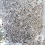 Strychnos madagascariensis Bark
