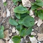 Arisarum vulgareFolha