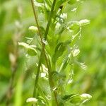 Platanthera lacera Flower