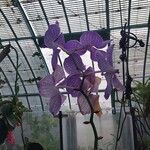 Vanda coerulea Λουλούδι