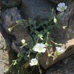 Cerastium alpinum 整株植物