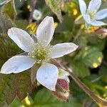 Rubus ursinus Цветок