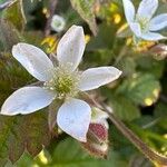 Rubus ursinus 花