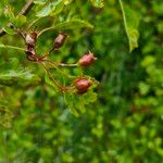 Crataegus laevigataFruto