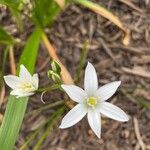 Ornithogalum gussonei Цвят