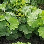 Alchemilla mollisपत्ता