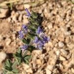 Salvia verbenacaFlower