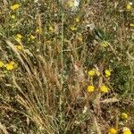 Festuca ambigua Flower