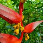 Heliconia collinsiana Frucht