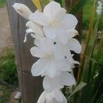 Watsonia borbonicaЦветок