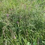 Stachys palustris Συνήθη χαρακτηριστικά