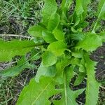 Taraxacum campylodesBlatt