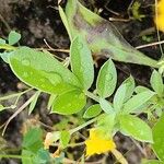 Anthyllis circinnata 葉