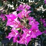 Bougainvillea glabraFlower