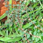 Euphorbia prostrata Leaf