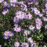 Symphyotrichum novi-belgii Flower