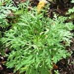 Argyranthemum broussonetii Deilen