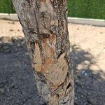 Pyrus elaeagrifolia 樹皮