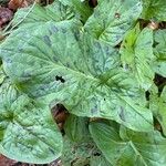 Arum maculatum Foglia