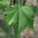 Dombeya acutangula Hoja