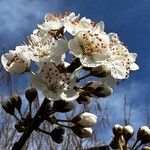 Prunus x cerea Flower
