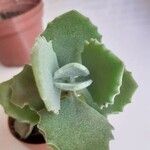 Kalanchoe millotii Φύλλο