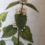 Lamium flexuosum List