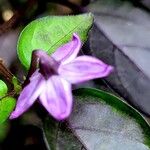 Capsicum annuumFlower