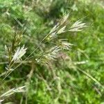 Avenula pubescens Flower