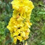 Verbascum densiflorum Blüte