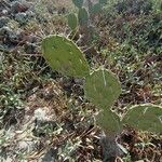 Opuntia phaeacantha 葉