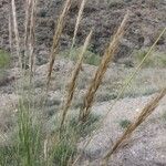 Macrochloa tenacissima Цветок