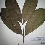 Guarea trunciflora 其他