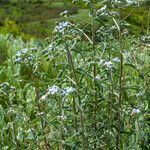 Lappula squarrosa Blatt