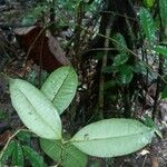 Myrcia decorticans Leaf