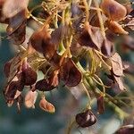 Macleaya cordata Fruto