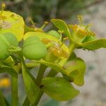 Euphorbia dendroides Frugt