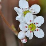 Micranthes californica Flor