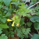 Corydalis flavula Habit