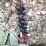 Phytolacca octandra Fruto