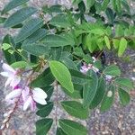 Indigofera decora Folha