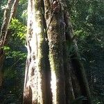 Ficus religiosa Tervik taim