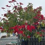 Euphorbia pulcherrima Habit