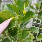 Bignonia magnifica Leaf