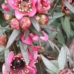 Leptospermum scoparium Fleur