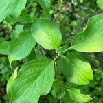 Cornus drummondii List